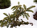 Abies procera Sherwood IMG_4751 Jodła szlachetna